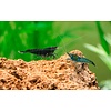 25er Gruppe Blue Dream/Blue Velvet