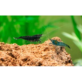 Garnelenmarkt 25er Gruppe Blue Dream/Blue Velvet
