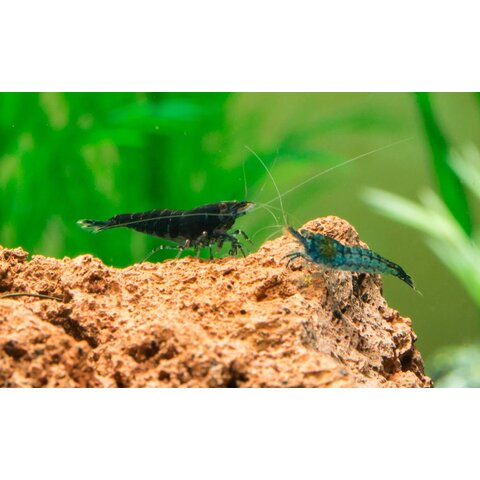 25er Gruppe Blue Dream/Blue Velvet
