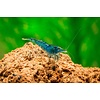 25er Gruppe Blue Dream/Blue Velvet