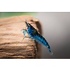 25er Gruppe Blue Dream/Blue Velvet