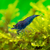 25er Gruppe Blue Dream/Blue Velvet