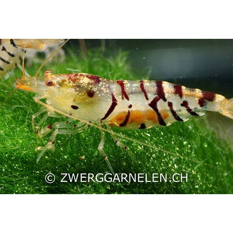 30er Gruppe Tigergarnelen