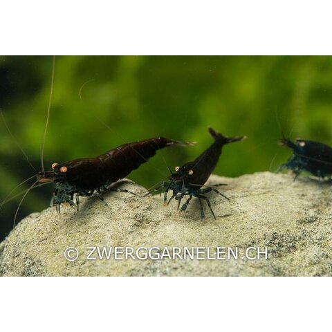 20er Gruppe Black Tiger BT0