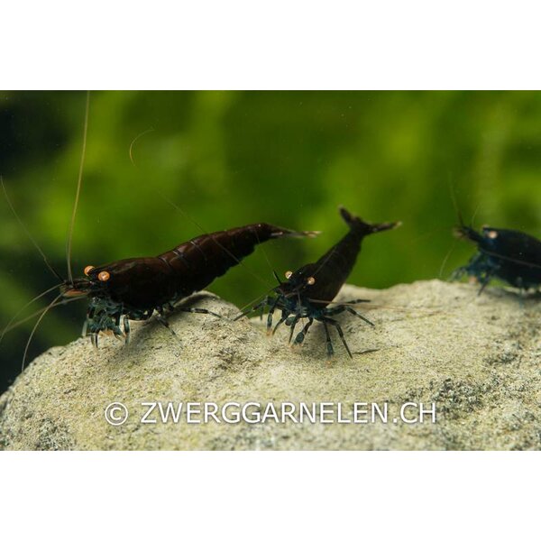 Garnelenmarkt 20er Gruppe Black Tiger BT0