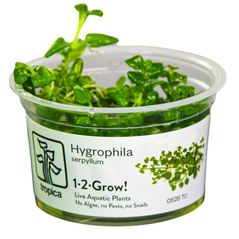 Hygrophila serpyllum - InVitro