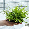 Microsorum pteropus 'Trident' auf Wurzel