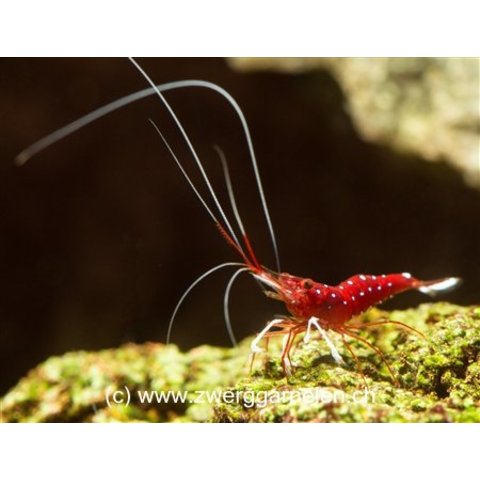 Kardinalsgarnele - Caridina dennerli