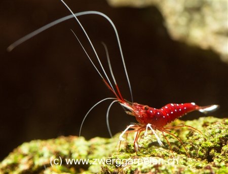 Kardinalsgarnelen - Caridina dennerli, logemanni | Garnelenmarkt.ch