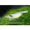 White Pearl - Neocaridina palmata var. white