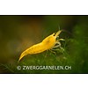 Yellow Fire - Neocaridina davidi var. yellow