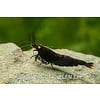 Black Devil - Black Tiger 'orange eye' - Caridina cf. cantonensis