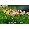 Tigergarnelen - Caridina mariae