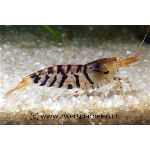 Tigergarnele 'orange eye' - Caridina cf. cantonensis