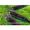 Blue Tiger - Caridina mariae
