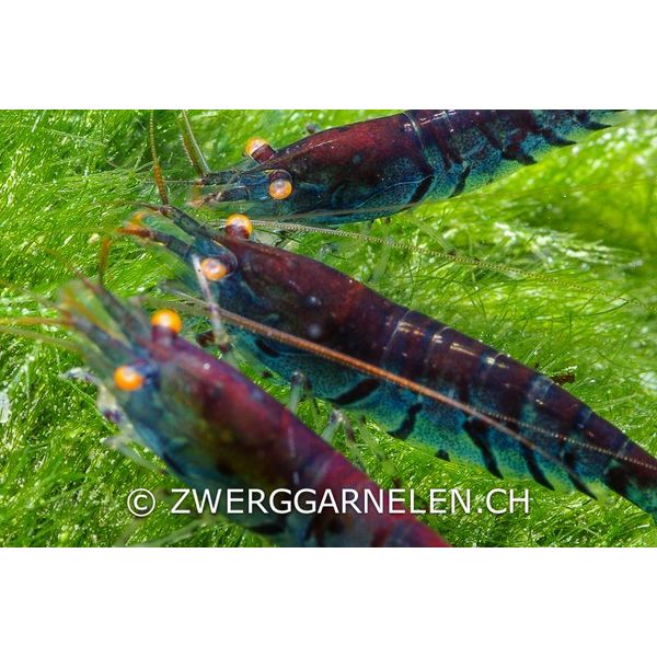 Garnelenmarkt Blue Tiger - Caridina mariae