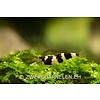 Princess Bee - Paracaridina spec.