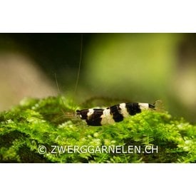 Garnelenmarkt Princess Bee - Paracaridina spec.