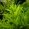 Hygrophila odora - InVitro