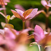 Bacopa salzmanni 'Purple'