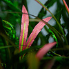 Cryptocoryne spiralis 'Red'