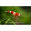 20er Gruppe Red Bee K4