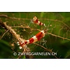 20er Gruppe Red Bee K4