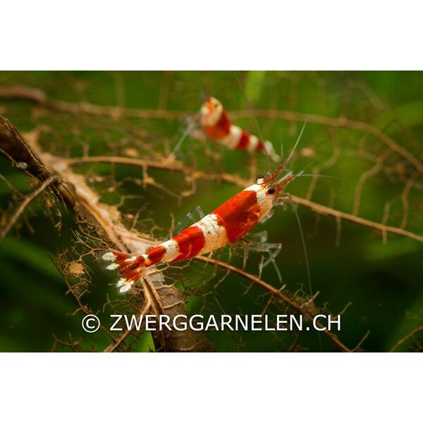 Garnelenmarkt 20er Gruppe Red Bee K4