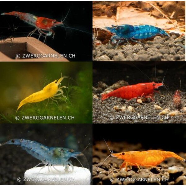 Garnelenmarkt 30er Gruppe Garnelen Mix