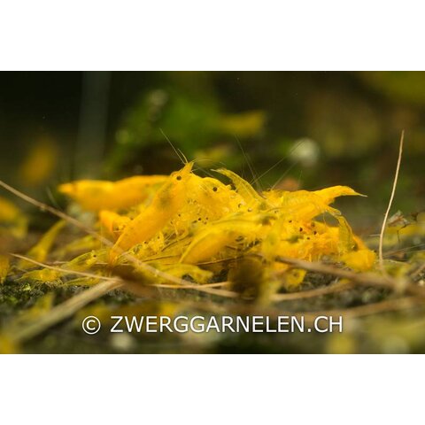 25er Gruppe Yellow Fire