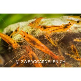 Garnelenmarkt 25er Gruppe Golden Tiger, Tangerine Tiger