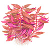Alternanthera reineckii 'Rosanervig'