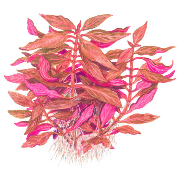 Tropica Alternanthera reineckii 'Rosanervig'