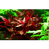 Alternanthera reineckii 'Rosanervig'