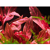 Alternanthera reineckii 'Rosanervig'
