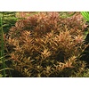 Rotala rotundifolia