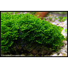 Riccardia chamedryfolia - InVitro