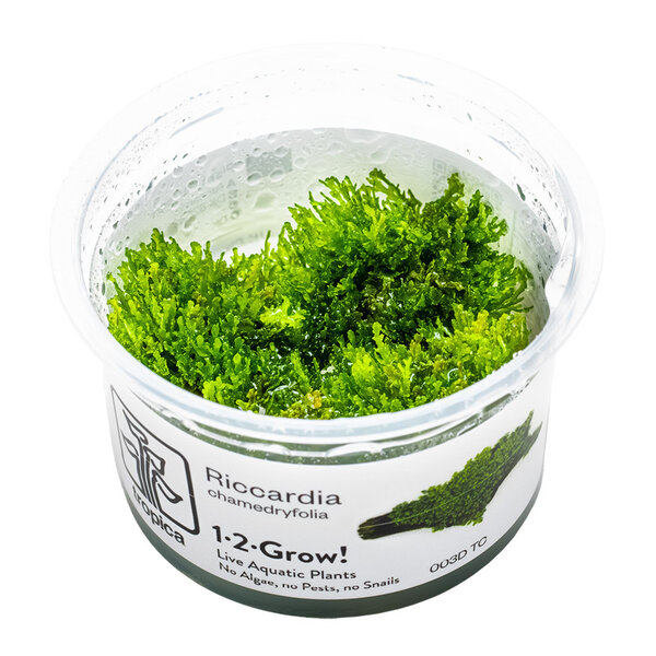 Tropica Riccardia chamedryfolia - InVitro
