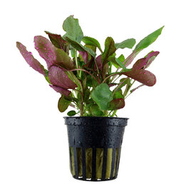 Tropica Lobelia cardinalis