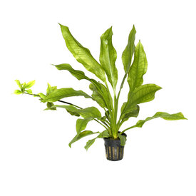 Tropica Echinodorus 'Bleherae'