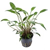 Cryptocoryne x willisii