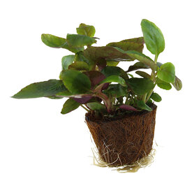 Tropica Lobelia cardinalis -  Mini-Pflanze