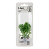 Limnophila sessiliflora - Mini-Pflanze