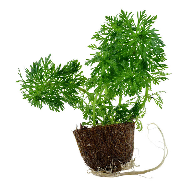 Tropica Limnophila sessiliflora - Mini-Pflanze