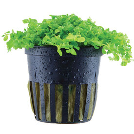 Tropica Micranthemum tweediei 'Monte Carlo'