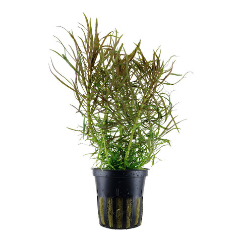 Pogostemon stellatus