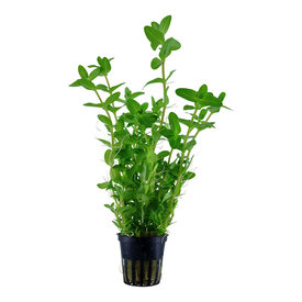 Tropica Bacopa caroliniana