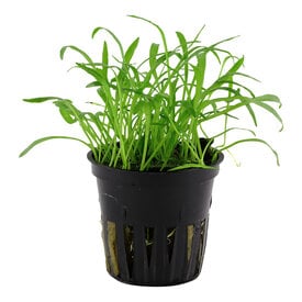 Tropica Lilaeopsis brasiliensis