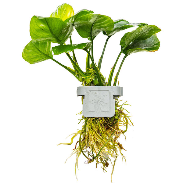 Tropica Anubias barteri ’Coin Leaf’