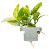 Anubias barteri var. nana ’Pinto’